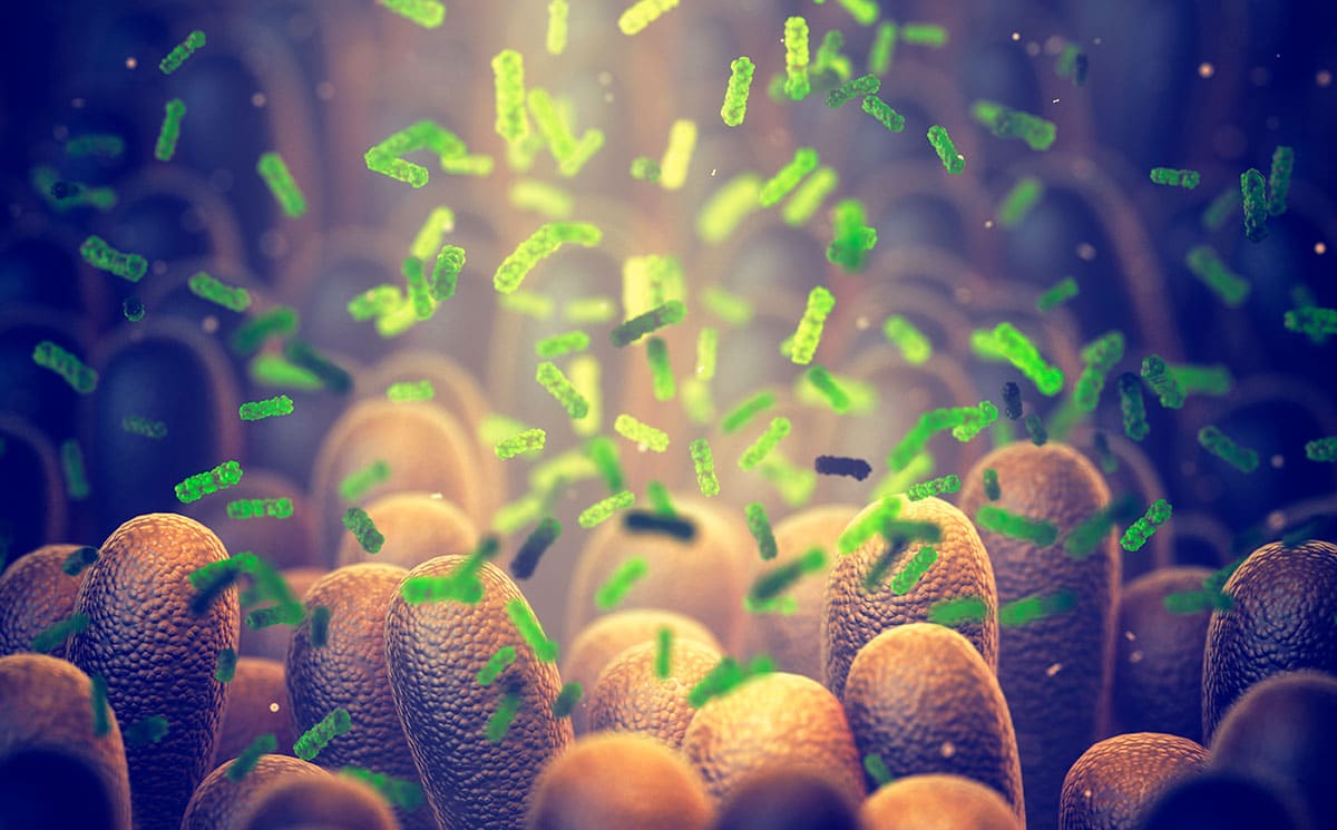 El estudio de la microbiota humana, en el punto de mira de la investigación contra enfermedades