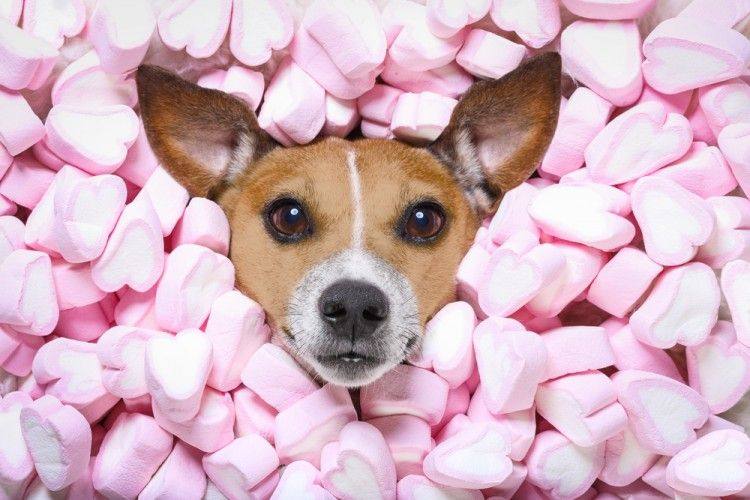 ¿Son peligrosos los dulces para los perros?