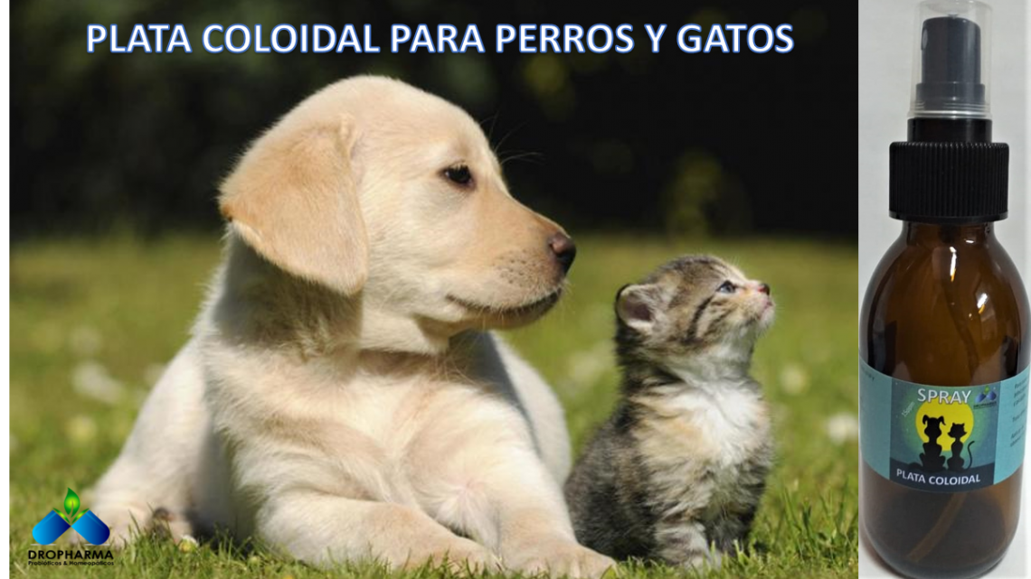 Plata coloidal para perros y gatos