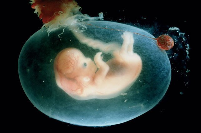 Cómo crece tu bebé en el vientre materno: desarrollo y crecimiento fetal en el embarazo