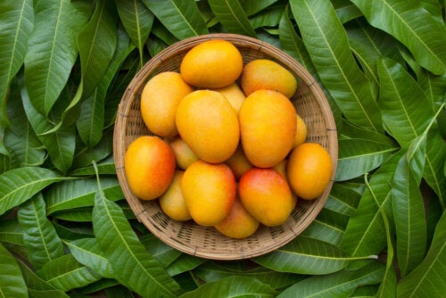 6 beneficios de las hojas de mango que posiblemente no conocías