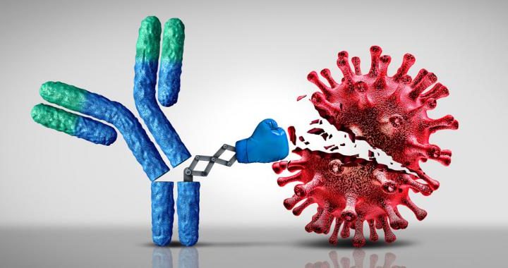 Anticuerpos, qué son y cómo nos protegen frente a infecciones