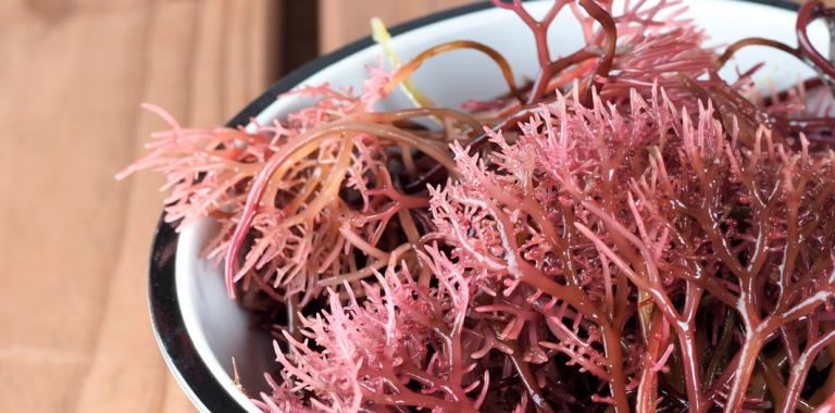 Encuentran nuevos beneficios de las algas rojas para la salud
