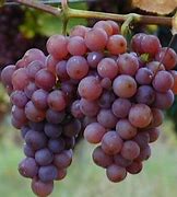 Los antioxidantes de las uvas protegen la retina