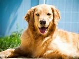 Interactuar con perros potencia ondas cerebrales asociadas a la relajación