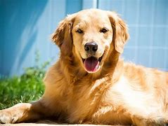 Interactuar con perros potencia ondas cerebrales asociadas a la relajación