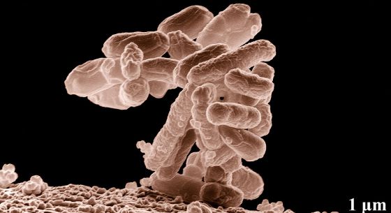 Domadores de bacterias