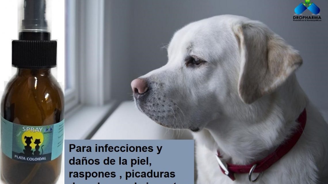 Enfermedades de piel en perros: cinco problemas habituales y sus soluciones