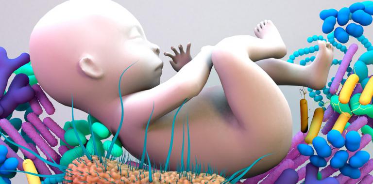 Bacterias saludables crecen en el intestino del bebé antes de nacer