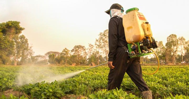 Vinculan el pesticida clorpirifós con la epidemia de obesidad mundial