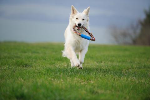 Ejercicio físico para el perro: deportes y actividades