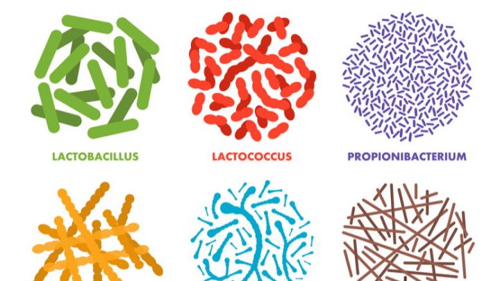 Los probióticos: un gran mundo ‘pequeño’