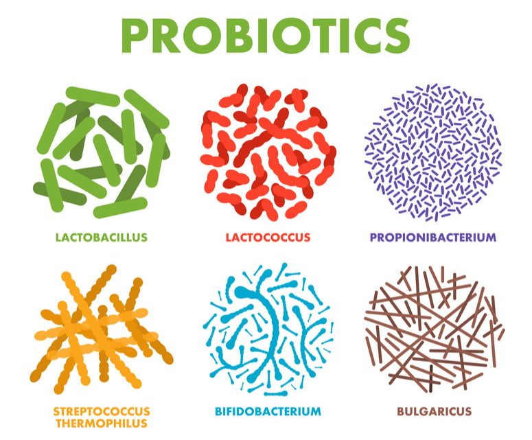 Los probióticos: un gran mundo ‘pequeño’