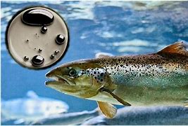 Metilmercurio en el pescado: cómo reducir su toxicidad