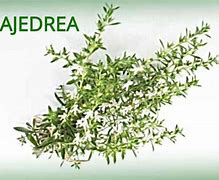 Ajedrea: aromática, digestiva y estimulante