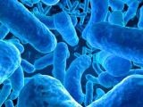 Probióticos y salud: una reflexión necesaria
