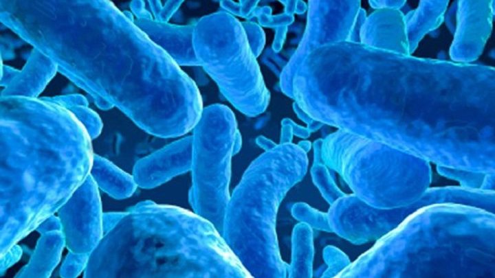 Probióticos y salud: una reflexión necesaria