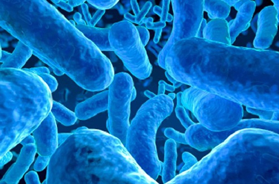 Probióticos y salud: una reflexión necesaria