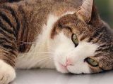 Hipertensión en los gatos: cómo detectarla y tratarla