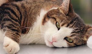 Hipertensión en los gatos: cómo detectarla y tratarla Hipertensión en los gatos: cómo detectarla y tratarla