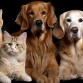 Alergia en las mascotas